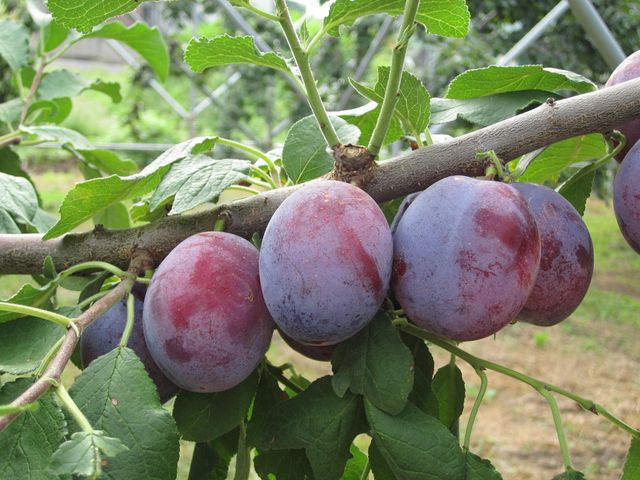 ��񂲂₳��̑�r�_��