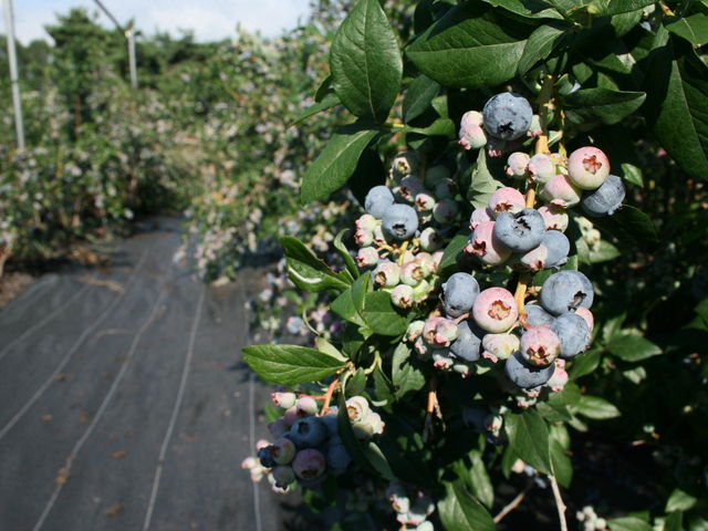 �ʘH�ɂ̓V�[�g���~����Ă��܂�_���n�[�x�X�g�_��