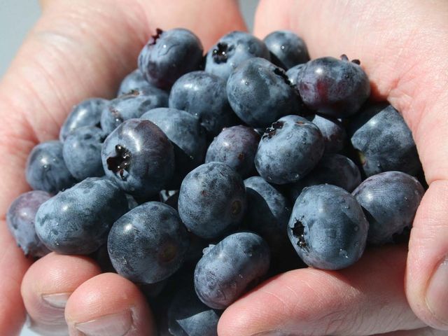 �嗱���珬���܂ŐF�X�Ȏ�ނ��y���߂܂�_���n�[�x�X�g�_��