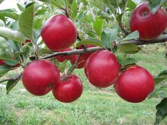 りんごやさんの大池農園の写真1