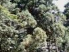 御陰杉(美女ヶ森・大御食神社)の写真1