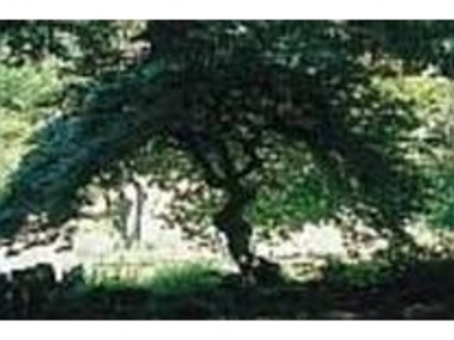 �w�r�̂悤�ɋȂ��肭�˂������������`_�e���O�V�f�Q��