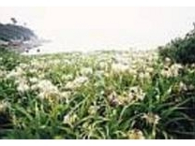 ���H�����𖄂߂锒���͂܂䂤�̉�_�g���V����