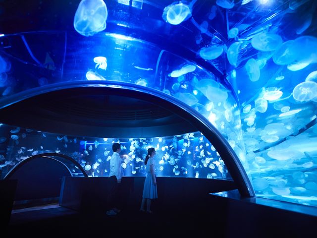 2020年7月リニューアルオープンしたクラゲワンダー_京都水族館