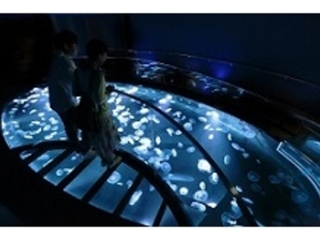 2020年7月に新登場した水盤型クラゲ水槽「ビッグシャーレ」_すみだ水族館