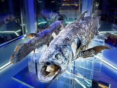 平面水族館　シーラカンス　メンダコ親子　沼津港深海水族館限定 平面水族館 シーラカンス メンダコ親子 沼津港深海水族館限定