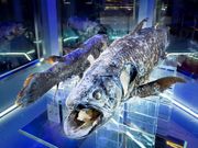 Í`[Cف`V[JXE~[WA`̎ʐ^3