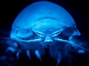 Í`[Cف`V[JXE~[WA`̎ʐ^4