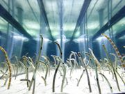 すみだ水族館 予約 アクセス 割引クーポン じゃらんnet