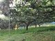 梨狩産直　佐々木農園の写真3