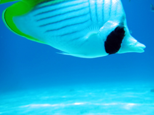 �_�C�r���O�X�N�[���@�u���[�s�[�^�[