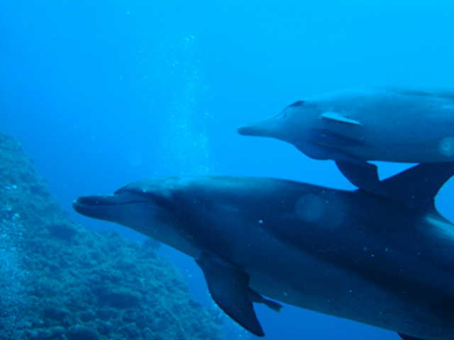 �_�C�r���O�X�N�[���@�u���[�s�[�^�[