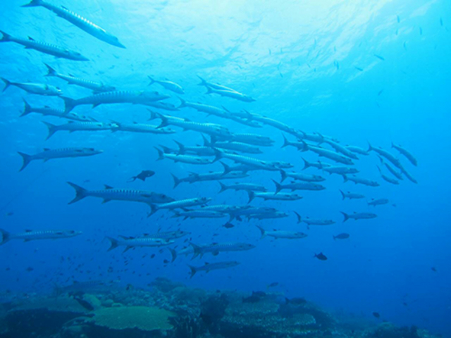 �_�C�r���O�X�N�[���@�u���[�s�[�^�[