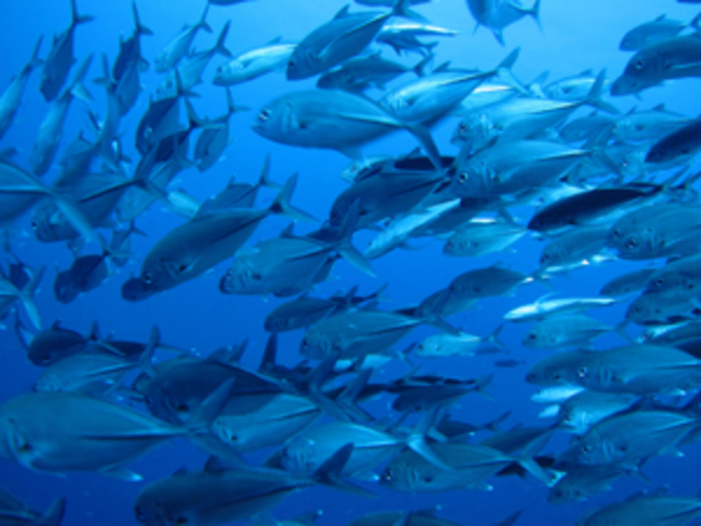 �_�C�r���O�X�N�[���@�u���[�s�[�^�[