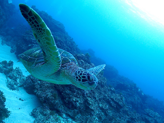 �_�C�r���O�X�N�[���@�u���[�s�[�^�[