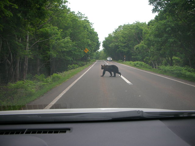 �R�c�^�N�V�[