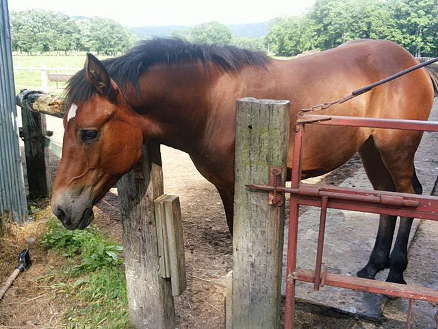 �R�c�^�N�V�[