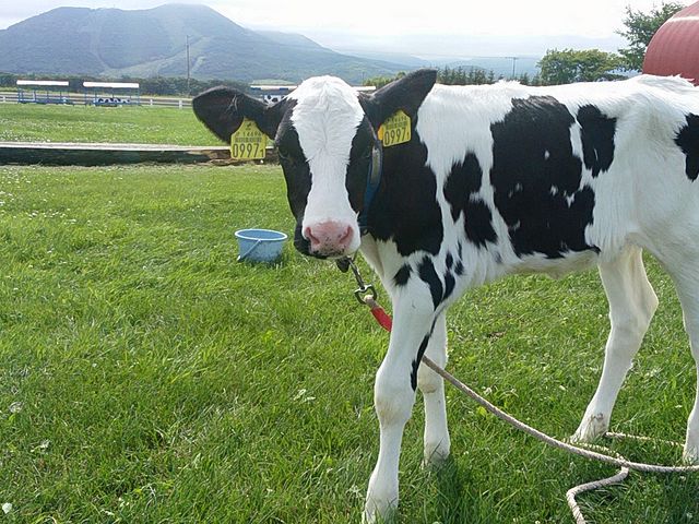 �R�c�^�N�V�[