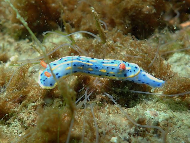 �A�I�E�~�E�V���˓��i�q�����B�e�j_Diving Pro Shop NAGI