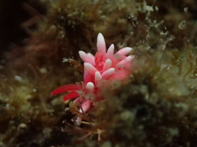 �q���E�~�E�V���˓��i�q�����B�e�j_Diving Pro Shop NAGI