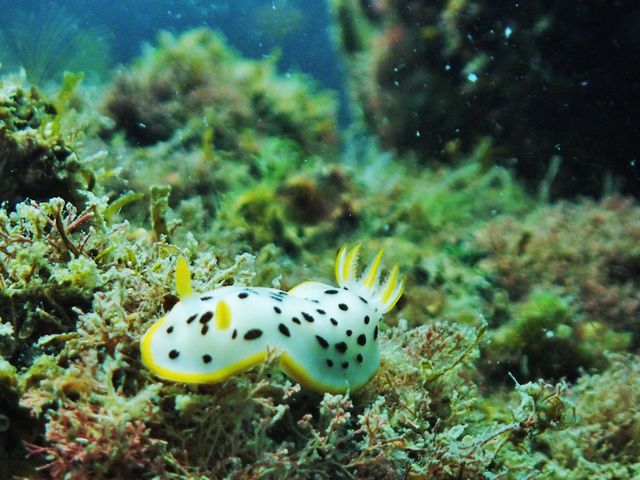 �V���E�~�E�V���˓��i�q�����B�e�j_Diving Pro Shop NAGI