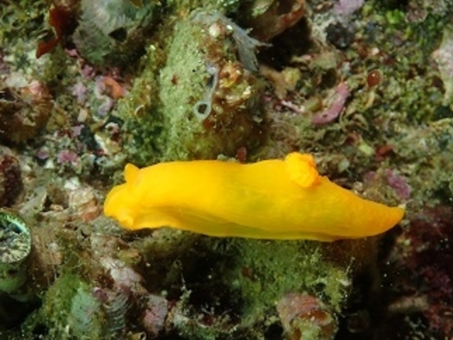 �L�k�n�_�E�~�E�V���˓��i�q�����B�e�j_Diving Pro Shop NAGI