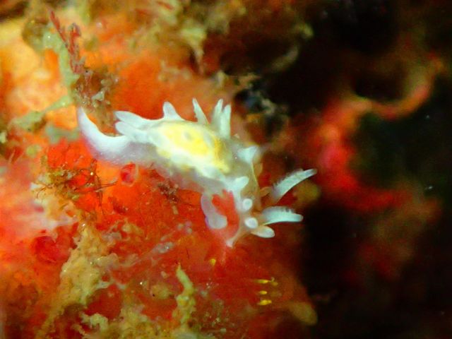 �V���C�o���E�~�E�V���˓��i�q�����B�e�j_Diving Pro Shop NAGI