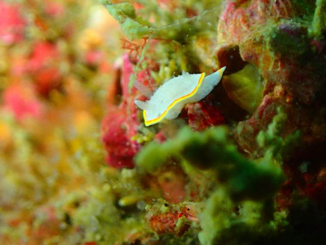 �~�c�C�������E�~�E�V���˓��i�q�����B�e�j_Diving Pro Shop NAGI