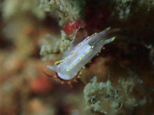 �C�o���E�~�E�V���˓��i�q�����B�e�j_Diving Pro Shop NAGI