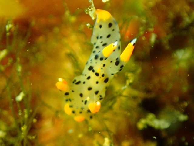 �c�m�U���E�~�E�V���˓��i�q�����B�e�j_Diving Pro Shop NAGI