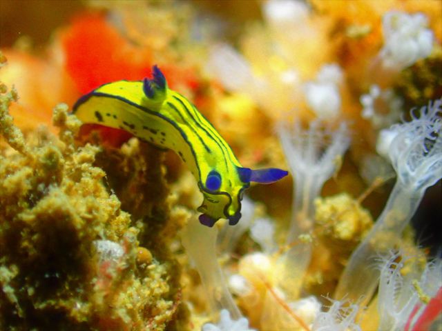 �I�I�N�`�����E�O�E�E�~�E�V���˓��i�q�����B�e�j_Diving Pro Shop NAGI