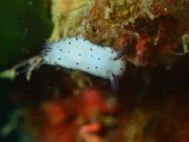 �S�}�t�r���[�h�E�~�E�V���˓��i�q�����B�e�j_Diving Pro Shop NAGI