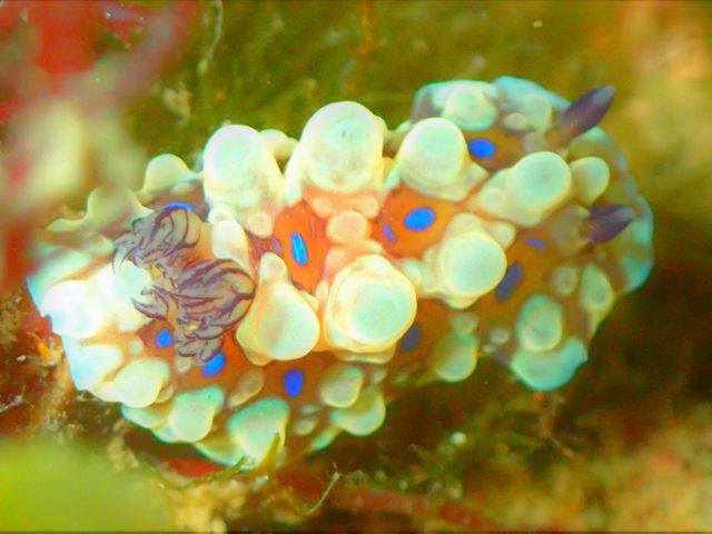 �~���R�E�~�E�V���˓��i�q�����B�e�j_Diving Pro Shop NAGI