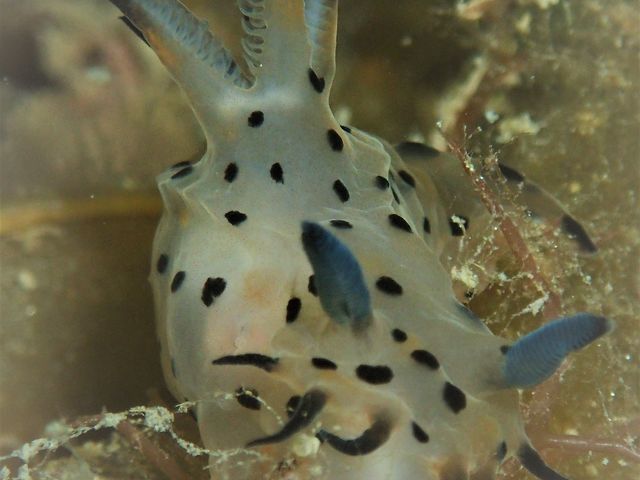 �t�W�^�E�~�E�V���˓��i�q�����B�e�j�����H�����E�E�E�E_Diving Pro Shop NAGI