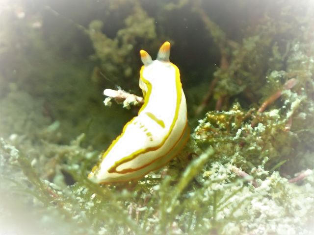 �L���Z���E�~�E�V���˓��i�q�����B�e�j���ƂɋA��܂�_Diving Pro Shop NAGI