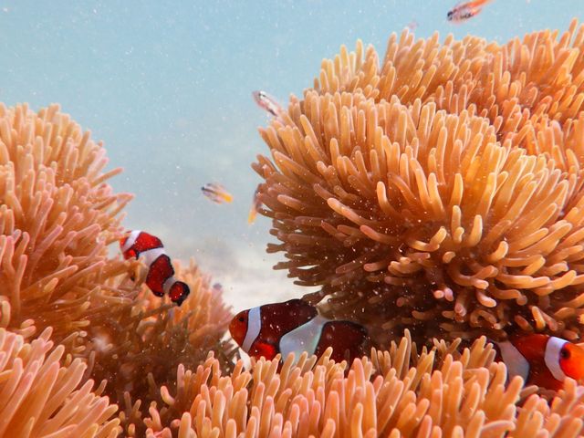 �O���C�h�p�h���T�[�r�X