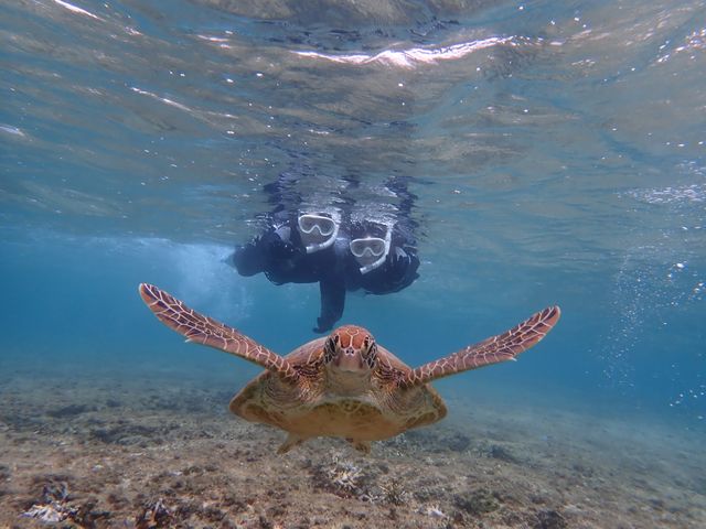 �V�[�g���x���[