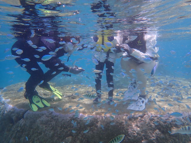 �V�[�g���x���[