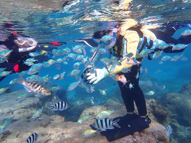 �V�[�g���x���[