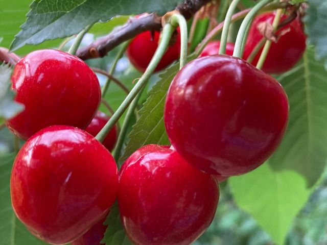 福島の大自然が育んだ甘くて真っ赤なさくらんぼです！_やまこう紺野果樹園