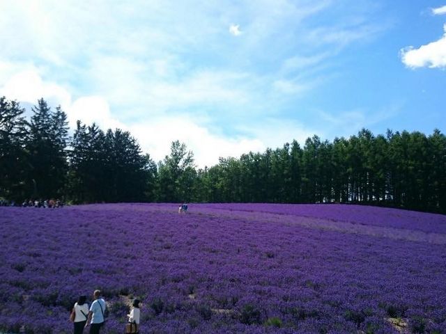 �x�ǖ�t�@�[���x�c�̃g���f�B�V���i�����x���_�[���ŁA10a�̃��x���_�[������n�܂�܂����B�����̃��x���_�[�����S�̃J�����_�[�ɂȂ�A����L���ɂȂ����̂ł��B_�k�C�����M�ό��l�͂ȃ^�N�V�[