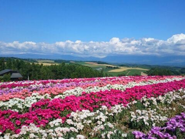 ���l�A�x�ǖ�̉Ԕ��́A�������A�l�G�܁X�̉Ԃ��炫�ւ�܂��B_�k�C�����M�ό��l�͂ȃ^�N�V�[