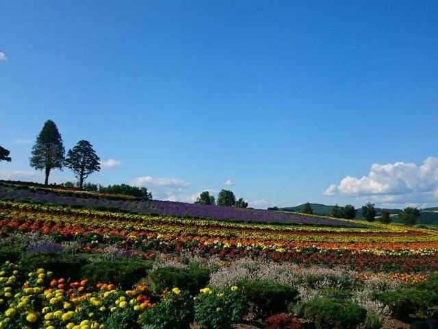 ���l�� ����Ԃ̋u�A��ɂ́A���Y������CM�̃P���ƃ����[�̖؂��L��܂��B_�k�C�����M�ό��l�͂ȃ^�N�V�[