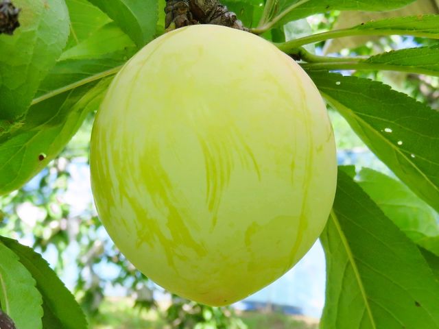 ���l�CNo.1���V�����{�`8����{�y�����i��z�����g�őI��ł���������v�����͊i�ʂɔ��������͂��ł��I�i�炲�ƐH�ׂ��܂��j_�r�̒[�_��