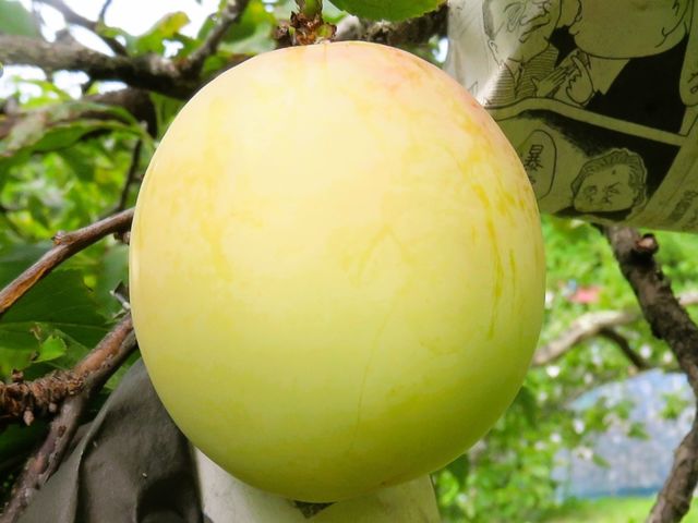 ���l�CNo.1���y�����i��z���z�̌b�݂��������񗁂т����̉��F�̉ʎ��́A�Ö������Ȃ苭���A�܂��قǂ悢�_���̂��閈�N��l�C�̍����v�����ł���_�r�̒[�_��