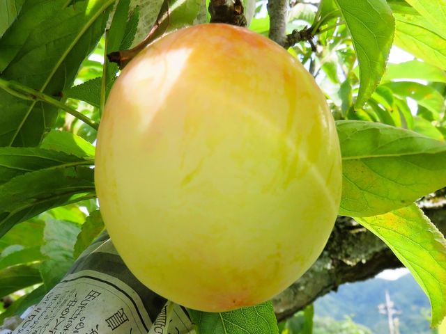 ���l�CNo.1���y�����i��z���̃v�������R�O���H�ו����{����Ɋ�������_ ���y�Y�P�J�S�t(^^���l�C���i�ɂȂ��Ă���܂��B���\��͂����߂Ɂ�_�r�̒[�_��