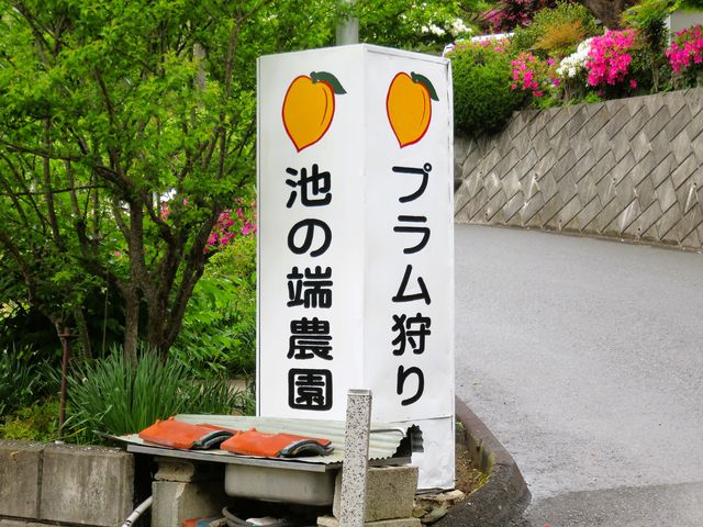 �r�̒[�_���i�����̂͂��̂�����j���Ɛ��̈ē��Ŕł��B�i���͎����̔��@�j_�r�̒[�_��