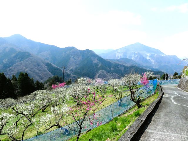 �g�v�����Ԗ��J�h�@�����Ɍ�����R���A�����̃V���{���̎R�E���b�R�i�Ԃ�������j1,30�S���B�����n���̎R�X��������i�F����]�ł��邱�ƂŒm���Ă��܂��B_�r�̒[�_��