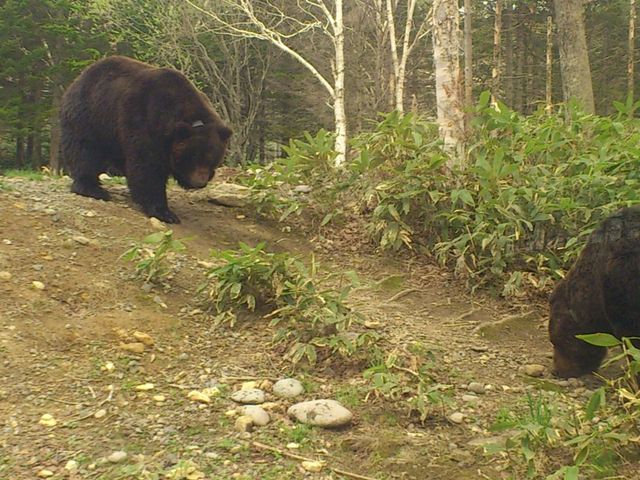 �Ђ���_�֌��^�N�V�[