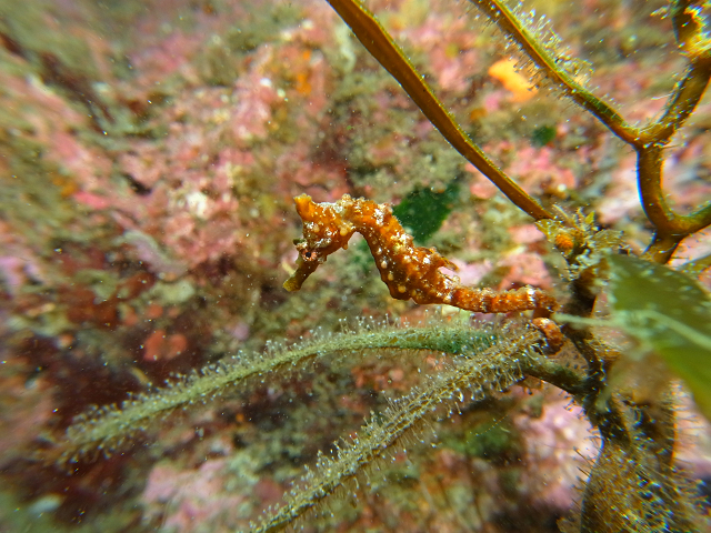 �^�c�m�I�g�V�S���J�V�}�O�r�[�`�ɂ��܂���I_�_�C�r���O �V���m�[�P�����O �J�V�}�J���R�[